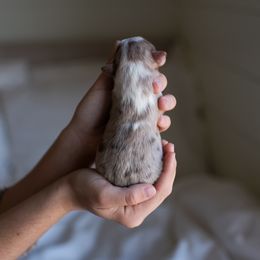 Australian Shepherd Puppies from Sky to Haven Aussies