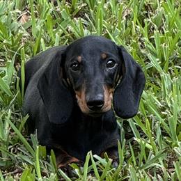 Penny - Dachshund