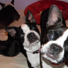 Boston Terriers from Sho-Biz Boston's