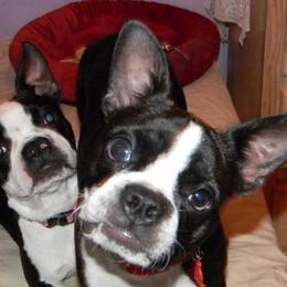Boston Terriers from Sho-Biz Boston's