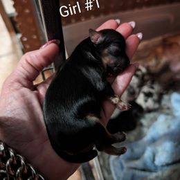 Chihuahua and Chinese Crested Puppies from Harris K-9's