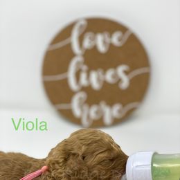 Goldendoodle Puppies from Bear Ridge Doodles