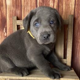 Yuli - Black female Labrador Retriever puppy in Newmanstown, Pennsylvania from Royalty Retrievers