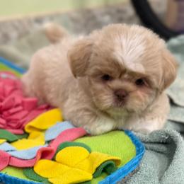 Maizy - Liver female Shih Tzu puppy in Stafford, Virginia from Bayview Pups