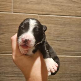 Boy 2 - Black and white male Border Collie puppy in Caledonia, Michigan from Magnolia Acres