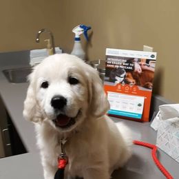 Golden Retriever Puppies from Dale Hollow Goldens