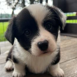 Dolly - Brindle and white female Cardigan Welsh Corgi puppy in Pilot, Virginia from Castle KC  (Katie's Corgis)  - VKM Farmstead