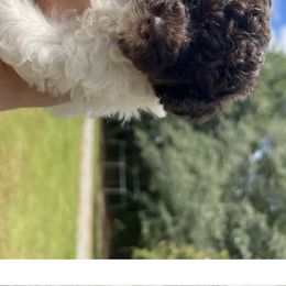 Poodle Puppies from Upper Echelon