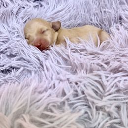 Boy 2 - Cream male Dachshund puppy in Rising Star, Texas from Boring Weenies