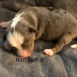 Girl 2 - Blue merle female Toy Australian Shepherd puppy in Lame Deer, Montana from Bar M Toy Aussies