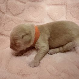 Brandy - Golden female Golden Retriever puppy in Seville, Ohio from Retriever Ranch