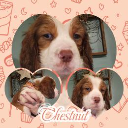 Chesnut - Red and white male English Springer Spaniel puppy in Westover, Maryland from Sterling's springer Haven
