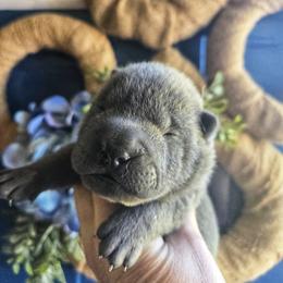 Chinese Shar-Pei Puppies from DCSHARPEI