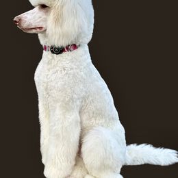 Astra - Poodle
