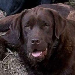 Dilute Retrievers, French Bulldogs, Labrador Retrievers, and Leonbergers from QVR Labradors, Leonbergers and Frenchies
