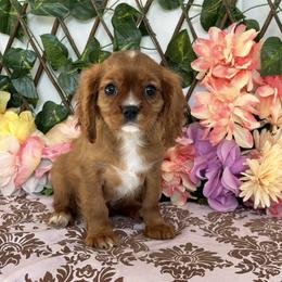 Maggie - Blenheim female Cavalier King Charles Spaniel puppy in Hollywood, Florida from World Class Cavaliers