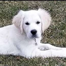 Golden Retriever Puppies from Fiddle In Gold Retrievers