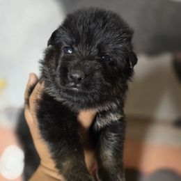 Fenrir - Red Collar Boy - Black and red male German Shepherd puppy in Hawthorne, Florida from Lace's High Flying German Shepherds And Golden Retrievers