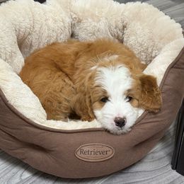 Crimson - Red male Bernedoodle puppy in Irmo, South Carolina from Palmetto Bernedoodles Boutique