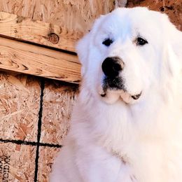 Australian Shepherds and Great Pyrenees from Naches Heights Ranch