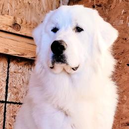 Australian Shepherds and Great Pyrenees from Naches Heights Ranch
