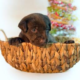 Stink Bug - Chocolate male Labrador Retriever puppy in Isle, Minnesota from Dog Ear Outfitters