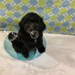 Havanese Puppies from Furever Fluffball Friends