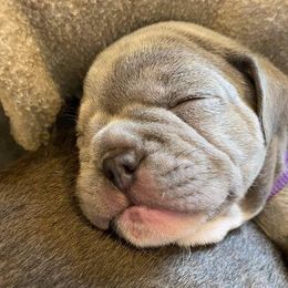 French Bulldog Puppies from Farm Fresh Frenchies