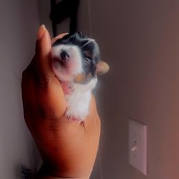 Yorkshire Terrier Puppies from Nell’s Adorable Yorkshire’s