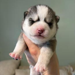 Eclipse - Black and white female Pomsky puppy in Valparaiso, Indiana from Valparaiso Pomskys