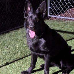 Girl 3 - Black German Shepherd puppy in Amesbury, Massachusetts from Fox Hill Farm & K9