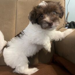 Hollywood - White male Havanese puppy in Portage, Indiana from Happiness in Havanese