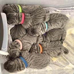 Neapolitan Mastiff Puppies from San Diego Mastiff