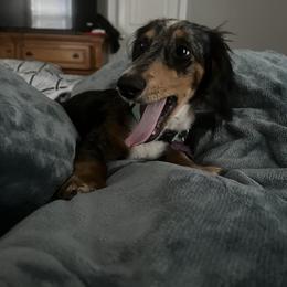 Nova - Dachshund