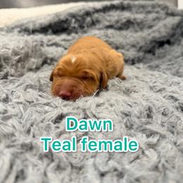 Girl 1 - Golden female Golden Retriever puppy in Salt Lake City, Utah from Soaring golden retrievers
