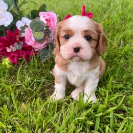 Blenheim Girl 2 - Blenheim female Cavalier King Charles Spaniel puppy in Raymondville, Missouri from Puppy PlayPen