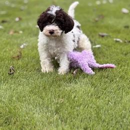 Button - Brown female Lagotto Romagnolo puppy in Sugar Valley, Georgia from Pinnacle Farm and Kennel