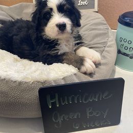 Bernedoodle Puppies from Russell Ranch Bernedoodles