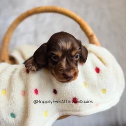 Winston - Dapple male Dachshund puppy in Robesonia, Pennsylvania from Happily Ever After’s Puppies