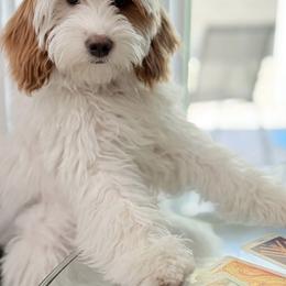 Goldendoodle All Grown Up from The Puppy Nest