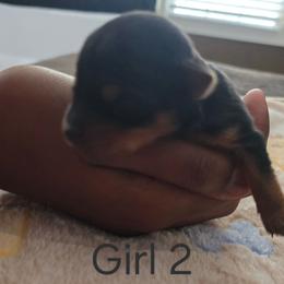 Girl 2 - Black and tan female Yorkshire Terrier puppy in Toledo, Ohio from Laura's Yorkshire Terriers