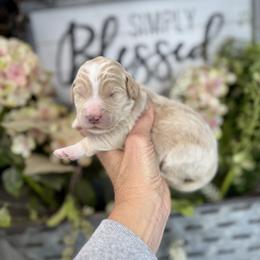 Caramel - Apricot female Pyredoodle puppy in Bowling Green, Ohio from FDF Pyredoodles & Bernedoodles