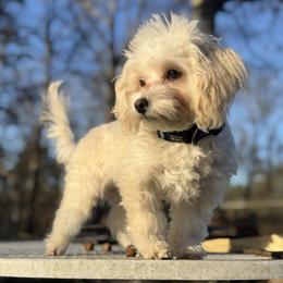 Teo the 'True Love' - Cream male Maltipoo puppy in Chattanooga, Tennessee from Joy-fur puppies