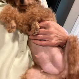 Stella - Poodle