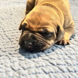 Boy 2 Orange collar - Rd whtn blk nose male Rhodesian Ridgeback puppy in Surprise, Arizona from Arizona Ridgebacker