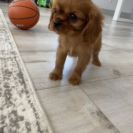 Cavalier King Charles Spaniel Puppies from Tsarevich Goldens and Cavaliers