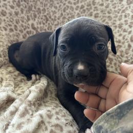 Draco - Seal brown male American Pit Bull Terrier puppy in Frederick, Maryland from •Wyngate Pits•