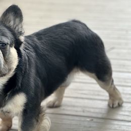 Maui - French Bulldog