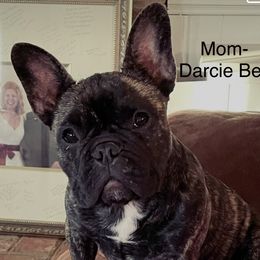 Darcie Bell - French Bulldog