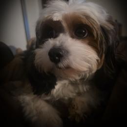 Maggie - Cavapoo
